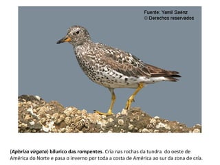(Aphriza virgata) bilurico das rompentes. Cría nas rochas da tundra do oeste de
América do Norte e pasa o inverno por toda a costa de América ao sur da zona de cría.
 