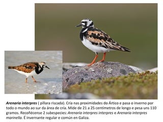 Arenaria interpres ( píllara riscada). Cría nas proximidades do Ártico e pasa o inverno por
todo o mundo ao sur da área de cría. Mide de 21 a 25 centímetros de longo e pesa uns 110
gramos. Recoñécense 2 subespecies: Arenaria interpres interpres e Arenaria interpres
marinella. É invernante regular e común en Galiza.
 