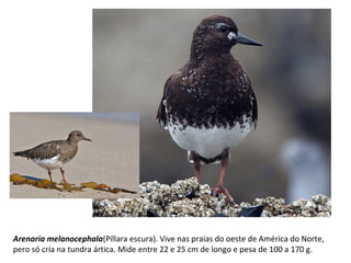 Arenaria melanocephala(Píllara escura). Vive nas praias do oeste de América do Norte,
pero só cría na tundra ártica. Mide entre 22 e 25 cm de longo e pesa de 100 a 170 g.
 
