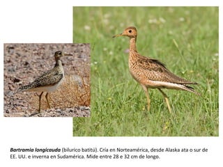 Bartramia longicauda (bilurico batitú). Cría en Norteamérica, desde Alaska ata o sur de
EE. UU. e inverna en Sudamérica. Mide entre 28 e 32 cm de longo.
 