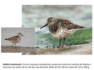 Calidris tenuirostris. Cría en mesetas o pendientes suaves da tundra do norleste de Siberia e
invernan nas costas do sur de Asia ata Australia. Mide de 26 a 28 cm e pesa de 115 a 240 g.
 