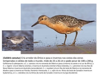 (Calidris canutus) Cría arredor do Ártico e pasa o invernos nas costas das zonas
temperadas e cálidas de todo o mundo. mide de 23 a 26 cm e pode pesar de 100 a 200 g.
Coñécense 6 subespecies: a C. c. canutus cría no noroeste de Siberia e pasa o inverno no oeste e no sur de África, a
C. c. rogersi cría en Siberia oriental, e inverna en Australia oriental e Nova Celandia, C. c. piersmai cría nas illas de
Nova Siberia e inverna en Australia noroccidental, C. c. roselaari cría en illas do leste de Siberia e no noroeste de
Alaska e pasa o inverno en Florida, Panamá e Venezuela. C. c. rufa cría no Ártico do leste de Canadá e inverna en
Sudamérica, e C. c. islandica cría no Ártico do norte de Canadá e inverna en Europa Occidental.
 