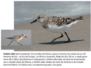 Calidris alba (pilro bulebule). Cría arredor do Ártico e pasa o inverno nas costas do sur de
América do Sur , no Sur de Europa , en África e Australia. Mide de 18 a 20 cm e pode pesar
entre 40 e 100 g. Recoñécense 2 subespecies: Calidris alba alba, do leste de Groenlandia
ata a metade oeste de Siberia, e Calidris alba rubida, do norte de América e da metade
leste de Siberia. En Galiza vese, en pequenos grupos, nos pasos
 