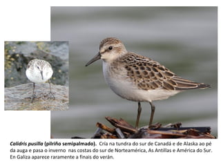Calidris pusilla (pilriño semipalmado). Cría na tundra do sur de Canadá e de Alaska ao pé
da auga e pasa o inverno nas costas do sur de Norteamérica, As Antillas e América do Sur.
En Galiza aparece raramente a finais do verán.
 