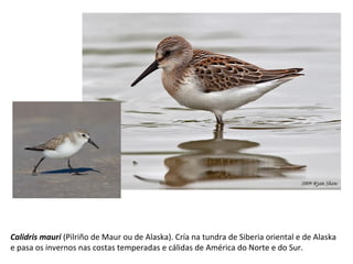 Calidris mauri (Pilriño de Maur ou de Alaska). Cría na tundra de Siberia oriental e de Alaska
e pasa os invernos nas costas temperadas e cálidas de América do Norte e do Sur.
 