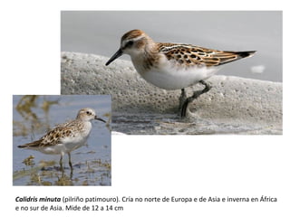 Calidris minuta (pilriño patimouro). Cría no norte de Europa e de Asia e inverna en África
e no sur de Asia. Mide de 12 a 14 cm
 