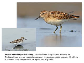 Calidris minutilla (chichicuilote). Cría na tundra e nos pantanos do norte de
Norteamérica e inverna nas costas das zonas temperadas, desde o sur dos EE. UU. ata
o Ecuador. Mide arredor de 14 cm e pesa uns 20 gramos.
 