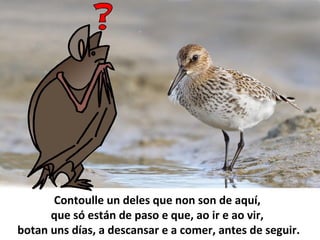Contoulle un deles que non son de aquí,
que só están de paso e que, ao ir e ao vir,
botan uns días, a descansar e a comer, antes de seguir.
 
