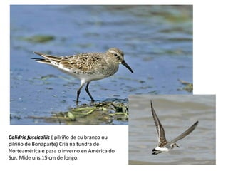 Calidris fuscicollis ( pilriño de cu branco ou
pilriño de Bonaparte) Cría na tundra de
Norteamérica e pasa o inverno en América do
Sur. Mide uns 15 cm de longo.
 