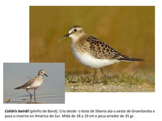 Calidris bairdii (pilriño de Baird). Cría desde o leste de Siberia ata u oeste de Groenlandia e
pasa o inverno en América do Sur. Mide de 18 a 19 cm e pesa arredor de 35 gr.
 