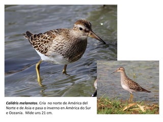 Calidris melanotos. Cría no norte de América del
Norte e de Asia e pasa o inverno en América do Sur
e Oceanía. Mide uns 21 cm.
 