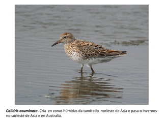 Calidris acuminata. Cría en zonas húmidas da tundrado norleste de Asia e pasa o invernos
no surleste de Asia e en Australia.
 