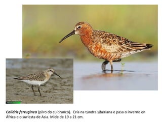 Calidris ferruginea (pilro do cu branco). Cría na tundra siberiana e pasa o inverno en
África e o surlesta de Asia. Mide de 19 a 21 cm.
 