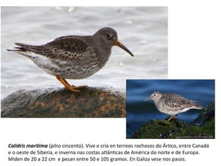 Calidris maritima (pilro cincento). Vive e cría en terreos rochosos do Ártico, entre Canadá
e o oeste de Siberia, e inverna nas costas atlánticas de América do norte e de Europa.
Miden de 20 a 22 cm e pesan entre 50 e 105 gramos. En Galiza vese nos pasos.
 