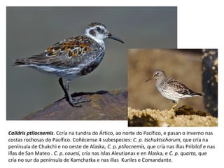 Calidris ptilocnemis. Ccría na tundra do Ártico, ao norte do Pacífico, e pasan o inverno nas
costas rochosas do Pacífico. Coñécense 4 subespecies: C. p. tschuktschorum, que cría na
península de Chukchi e no oeste de Alaska, C. p. ptilocnemis, que cría nas illas Pribilof e nas
illas de San Mateo . C. p. couesi, cría nas Islas Aleutianas e en Alaska, e C. p. quarta, que
cría no sur da península de Kamchatka e nas illas Kuriles e Comandante.
 