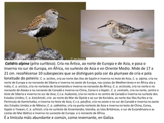 Calidris alpina (pilro curlibico). Cría no Ártico, ao norte de Europa e de Asia, e pasa o
inverno no sur de Europa, en África, no surleste de Asia e en Oriente Medio. Mide de 17 a
21 cm. recoñécense 10 subespecies que se distinguen pola cor da plumaxe de cría e pola
lonxitude do peteiro: C. a. actites, cría ao norte das illas de Sajalín e inverna no leste de Asia; C. a. alpina, cría no
norte de Europa e no noroeste de Siberia e inverna no oeste de Europa, nas costas do Mediterráneo e en África ata a
India; C. a. arctica, cría no norleste de Groenlandia e inverna no noroeste de África; C. a. arcticola, cría no norte e no
noroeste de Alaska e no noroeste de Canadá e inverna na China, Corea e o Xapón. C. a. centralis, cria no norte, centro e
leste de Siberia e inverna no sur de Asia; C.s a. hudsonia, cría no norte e no centro de Canadá e inverna no surleste dos
Estados Unidos; C. a. kistchinski, cría ao norte do Mar de Ojotsk e ao sur de Koriakia, ao norte das Illas Kuriles e na
Península de Kamtchatka, e inverna no leste de Asia; C.s a. pacifica, cría no oeste e no sur de Canadá e inverna no oeste
dos Estados Unidos e de México; C. a. sakhalina, cría na punta norleste de Asia e inverna no leste de China, Corea,
Xapón e Taiwan; C. a. schinzii, cría no surleste de Groenlandia, Islandia, as Islas Británicas, o sur de Escandinavia e as
costas do Mar Báltico e inverna no suroeste de Europa e o noroeste de África.
É a limícola máis abundante e común, como invernante, en Galiza.
 