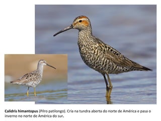Calidris himantopus (Pilro patilongo). Cría na tundra aberta do norte de América e pasa o
inverno no norte de América do sur.
 