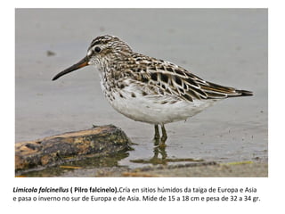 Limicola falcinellus ( Pilro falcinelo).Cría en sitios húmidos da taiga de Europa e Asia
e pasa o inverno no sur de Europa e de Asia. Mide de 15 a 18 cm e pesa de 32 a 34 gr.
 
