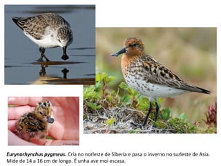 Eurynorhynchus pygmeus. Cría no norleste de Siberia e pasa o inverno no surleste de Asia.
Mide de 14 a 16 cm de longo. É unha ave moi escasa.
 