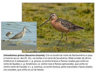 Limnodromus griseus (becacina cincenta). Cría na tundra do norte de Norteamérica e pasa
o inverno ao sur dos EE. UU., no Caribe e no norte de Suramérica. Mide arredor de 28 cm.
Coñécense 3 subespecies: L. g. griseus, co ventre branco e flancos raiados,que aniña ao
norte de Quebec; L. g. hendersoni, co ventre roxo e flancos apincarados, que aniña no
centro norte de Canadá; e L. g. caurinus, co ventre branco, peito manchado e faixas amplas
nos costados, que aniña no sur de Alaska.
 
