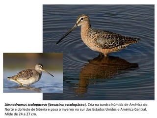 Limnodromus scolopaceus (becacina escolopácea). Cría na tundra húmida de América do
Norte e do leste de Siberia e pasa o inverno no sur dos Estados Unidos e América Central.
Mide de 24 a 27 cm.
 