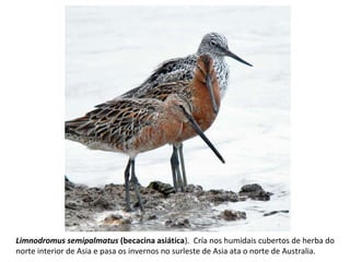 Limnodromus semipalmatus (becacina asiática). Cría nos humidais cubertos de herba do
norte interior de Asia e pasa os invernos no surleste de Asia ata o norte de Australia.
 