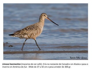 Limosa haemastica (mazarico de cor café). Cría no noroeste de Canadá e en Alaska e pasa o
inverno en América do Sur . Mide de 37 a 42 cm e pesa arredor de 300 gr.
 
