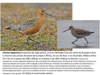 Limosa lapponica (mazarico de rabo pinto). Cría en latitudes frías do norte de Europa e Asia
e inverna nas costas do oeste de Europa e África, no sur de Asia e en Australia. Miden entre
37 e 41 cm e pesan de 200 a 400 gr os machos e de 260 a 630 gr as femias. Existen tres
subespecies: Limosa lapponica lapponica, que cría desde Escandinavia ata a Península de Taimir (Siberia) e inverna nas
costas occidentais de Europa e África (desde as Illas Británicas e Holanda ata Sudáfrica) e arredor do Golfo Pérsico, a
subespecie máis pequena, machos ata 360 gr e femias ata 450 gr; Limosa lapponica menzbieri, que cría desde a
península de Taimir ata o delta do río Kolyma e inverna no surleste de Asia e en Australia, de tamaño intermedio; e
Limosa lapponica baueri, que cría no nordeste de Asia e no oeste de Alaska e inverna en Australia e Nova Celandia, a
subespecie máis grande. En Galiza é invernante común.
 