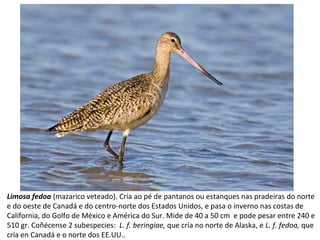 Limosa fedoa (mazarico veteado). Cría ao pé de pantanos ou estanques nas pradeiras do norte
e do oeste de Canadá e do centro-norte dos Estados Unidos, e pasa o inverno nas costas de
California, do Golfo de México e América do Sur. Mide de 40 a 50 cm e pode pesar entre 240 e
510 gr. Coñécense 2 subespecies: L. f. beringiae, que cría no norte de Alaska, e L. f. fedoa, que
cría en Canadá e o norte dos EE.UU..
 