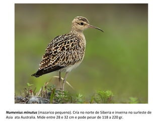 Numenius minutus (mazarico pequeno). Cría no norte de Siberia e inverna no surleste de
Asia ata Australia. Mide entre 28 e 32 cm e pode pesar de 118 a 220 gr.
 