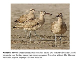 Numenius borealis (mazarico esquimal, boreal ou polar). Cría na tundra ártica de Canadá
occidental e de Alaska e pasa o inverno nas pampas de Arxentina. Mide de 30 a 33 cm de
lonxitude. Atópase en perigo crítico de extinción.
 