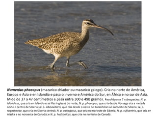 Numenius phaeopus (mazarico chiador ou mazarico galego). Cria no norte de América,
Europa e Asia e en Islandia e pasa o inverno e América do Sur, en África e no sur de Asia.
Mide de 37 a 47 centímetros e pesa entre 300 e 490 gramos. Recoñécense 7 subespecies: N. p.
islandicus, que cría en Islandia e as illas inglesas do norte; N. p. phaeopus, que cría desde Noruega ata a metade
norte e centro de Siberia; N. p. alboaxillaris, que cría desde o oeste de Kazakhstan ao suroeste de Siberia; N. p.
rogachevae, que cría en Siberia central; N. p. variegatus, que cría no norleste de Siberia; N. p. rufiventris, que cría en
Alaska e no noroesta de Canadá; e N. p. hudsonicus, que cría no norleste de Canadá.
 