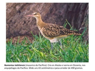 Numenius tahitiensis (mazarico do Pacífico). Cría en Alaska e iverna en Oceanía, nos
arquipélagos do Pacífico. Mide uns 43 centímetros e pesa arredor de 490 gramos.
 