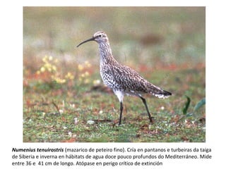 Numenius tenuirostris (mazarico de peteiro fino). Cría en pantanos e turbeiras da taiga
de Siberia e inverna en hábitats de agua doce pouco profundos do Mediterráneo. Mide
entre 36 e 41 cm de longo. Atópase en perigo crítico de extinción
 
