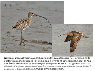 Numenius arquata (mazarico curlí). Cría en prados, zonas fangosas, ríos, humedais, costas
e esteiros do norte de Europa e de Asia, e pasa o inverno no sur de Europa, no sur de Asia
e en África. Mide de 50 a 60 cm de longo e pode pesar de 410 a 1,360 gramos. Coñécense 3
subespecies: N. a. arquata, os que crían en Europa; N. a. orientalis, os que crían no oeste e no centro de Siberia; e N.
a. suschkini, os do suroeste de Siberia. En Galiza é invernante común.
 