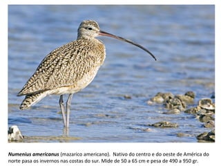 Numenius americanus (mazarico americano). Nativo do centro e do oeste de América do
norte pasa os invernos nas costas do sur. Mide de 50 a 65 cm e pesa de 490 a 950 gr.
 