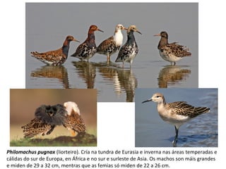 Philomachus pugnax (liorteiro). Cría na tundra de Eurasia e inverna nas áreas temperadas e
cálidas do sur de Europa, en África e no sur e surleste de Asia. Os machos son máis grandes
e miden de 29 a 32 cm, mentras que as femias só miden de 22 a 26 cm.
 