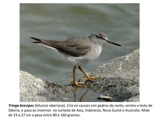 Tringa brevipes (bilurico siberiano). Cría en cauces con pedras do norte, centro e leste de
Siberia, e pasa os invernos no surleste de Asia, Indonesia, Nova Guiné e Australia. Mide
de 23 a 27 cm e pesa entre 80 e 160 gramos.
 