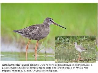 Tringa erythropus (bilurico patirrubio). Cría no norte de Escandinavia e no norte de Asia, e
pasa os invernos nas costas temperadas do oeste e do sur de Europa e en África e Asia
tropicais. Mide de 29 a 33 cm. En Galiza vese nos pasos.
 