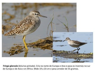 Tringa glareola (bilurico pintado). Cría no norte de Europa e Asia e pasa os invernos no sur
de Europa e de Asia e en África. Mide 19 a 23 cm e pesa arredor de 55 gramos.
 