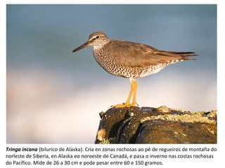 Tringa incana (bilurico de Alaska). Cría en zonas rochosas ao pé de regueiros de montaña do
norleste de Siberia, en Alaska eo noroeste de Canadá, e pasa o inverno nas costas rochosas
do Pacífico. Mide de 26 a 30 cm e pode pesar entre 60 e 150 gramos.
 