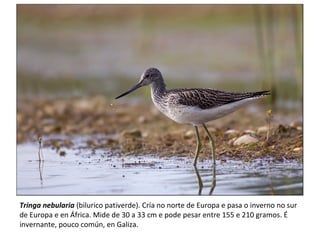 Tringa nebularia (bilurico pativerde). Cría no norte de Europa e pasa o inverno no sur
de Europa e en África. Mide de 30 a 33 cm e pode pesar entre 155 e 210 gramos. É
invernante, pouco común, en Galiza.
 