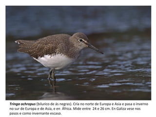 Tringa ochropus (bilurico de ás negras). Cría no norte de Europa e Asia e pasa o inverno
no sur de Europa e de Asia, e en África. Mide entre 24 e 26 cm. En Galiza vese nos
pasos e como invernante escaso.
 