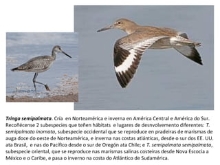 Tringa semipalmata. Cría en Norteamérica e inverna en América Central e América do Sur.
Recoñécense 2 subespecies que teñen hábitats e lugares de desnvolvemento diferentes: T.
semipalmata inornata, subespecie occidental que se reproduce en pradeiras de marismas de
auga doce do oeste de Norteamérica, e inverna nas costas atlánticas, desde o sur dos EE. UU.
ata Brasil, e nas do Pacífico desde o sur de Oregón ata Chile; e T. semipalmata semipalmata,
subespecie oriental, que se reproduce nas marismas salinas costeiras desde Nova Escocia a
México e o Caribe, e pasa o inverno na costa do Atlántico de Sudamérica.
 