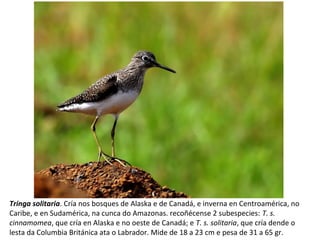Tringa solitaria. Cría nos bosques de Alaska e de Canadá, e inverna en Centroamérica, no
Caribe, e en Sudamérica, na cunca do Amazonas. recoñécense 2 subespecies: T. s.
cinnamomea, que cría en Alaska e no oeste de Canadá; e T. s. solitaria, que cría dende o
lesta da Columbia Británica ata o Labrador. Mide de 18 a 23 cm e pesa de 31 a 65 gr.
 