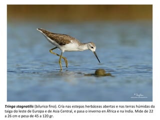 Tringa stagnatilis (bilurico fino). Cría nas estepas herbáceas abertas e nas terras húmidas da
taiga do leste de Europa e de Asia Central, e pasa o inverno en África e na India. Mide de 22
a 26 cm e pesa de 45 a 120 gr.
 