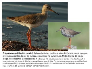 Tringa totanus (bilurico común). Cría en latitudes medias e altas de Europa e Asia e pasa o
inverno nas costas do sur de Europa, en África e no sur de Asia. Mide de 24 a 27 cm de
longo. Recoñécense 6 subespecies: T. t. totanus; T. t. robusta, que cría en Islandia e nas illas Feroe; T. t.
ussuriensis, que cría no sur de Siberia, en Mongolia e no leste de Asia; T. t. terrignotae, que cría no sur de Manchuria
e no leste de China; T. t. craggi, que cría no noroeste da China; e T. t. eurhina, que cría no Tajikistán, no norte da
India e no Tibet. En Galiza é común como invernante.
 