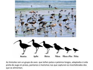 As limícolas son un grupo de aves que teñen patas e peteiros longos, adaptados á vida
preto da auga en praias, pantanos e marismas nas que capturan os invertebrados dos
que se alimentan.
 