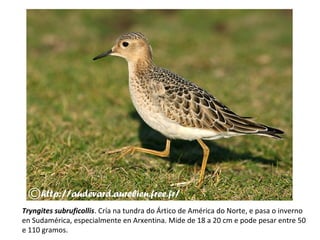 Tryngites subruficollis. Cría na tundra do Ártico de América do Norte, e pasa o inverno
en Sudamérica, especialmente en Arxentina. Mide de 18 a 20 cm e pode pesar entre 50
e 110 gramos.
 