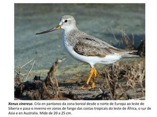 Xenus cinereus. Cría en pantanos da zona boreal desde o norte de Europa ao leste de
Siberia e pasa o inverno en zonas de fango das costas tropicais do leste de África, o sur de
Asia e en Australia. Mide de 20 a 25 cm.
 